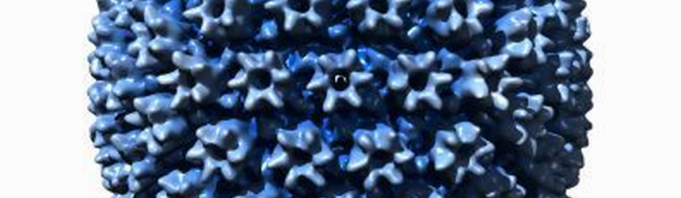 Infecția cu citomegalovirus Infecția cu citomegalovirus