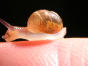 Ataxia Ataxia