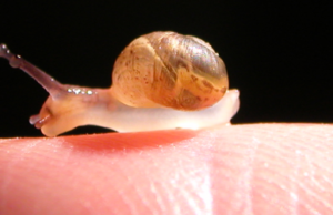 Ataxia Ataxia