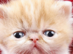 Sindromul Tourette Sindromul Tourette