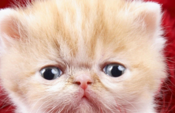 Sindromul Tourette Sindromul Tourette