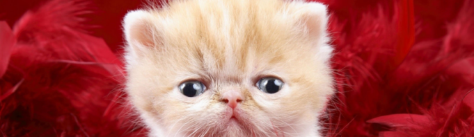 Sindromul Tourette Sindromul Tourette