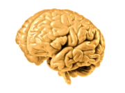 Holoprozencefalia Holoprozencefalia