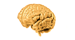 Holoprozencefalia Holoprozencefalia