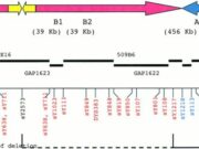 Sindrom de deleție 18q Sindrom de deletie 18q